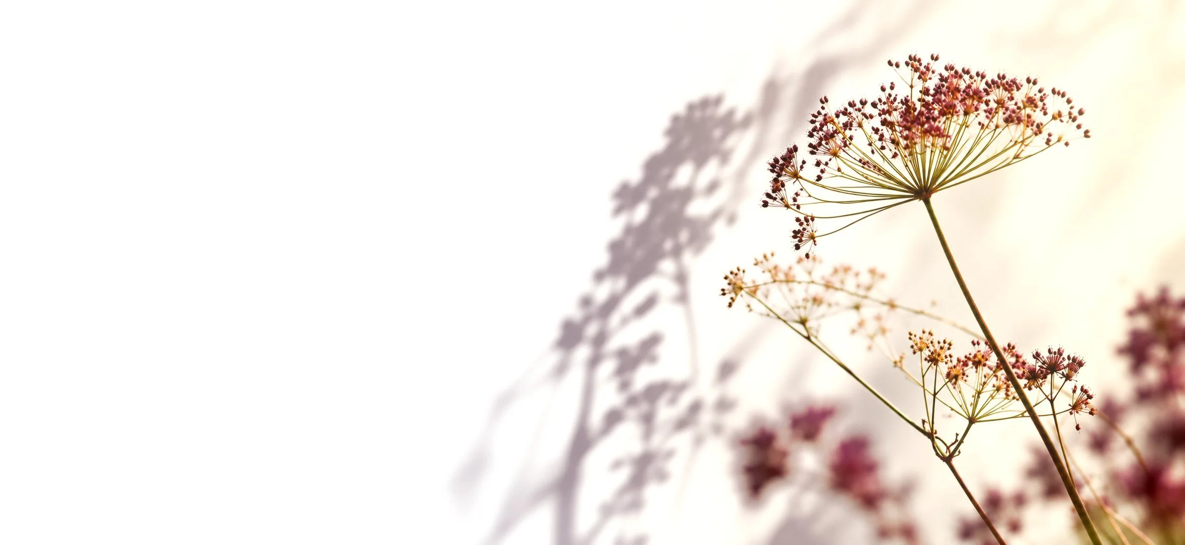 Angelica seed heads in soft light at Resolve Acupuncture & Chinese Medicine in Upper Rissington, the Cotswolds