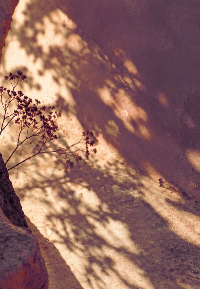 Late sun and leaf shadows on a weathered wall, for acupuncture and Chinese medicine for people with long-term health concerns in the Cotswolds