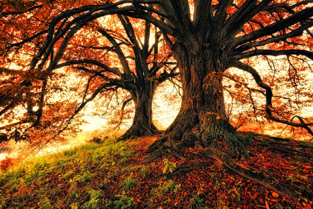 Understanding the Six Conformations: A Holistic Approach to Health and Nature 8 Stunning autumn landscape with towering trees and colorful foliage under warm sunlight.